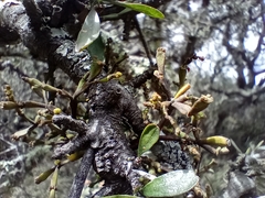 Korthalsella clavata