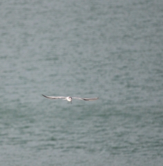 Gelochelidon nilotica