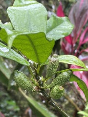 Ficus formosana