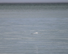 Gelochelidon nilotica