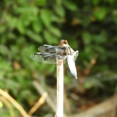 Palpopleura portia