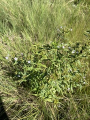 Conostomium natalense