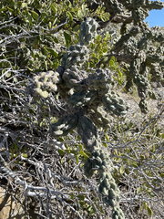 Cylindropuntia cholla