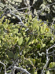 Maytenus phyllanthoides