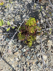 Coreocarpus dissectus