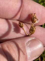 Coreocarpus dissectus