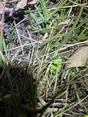 Cardamine pensylvanica