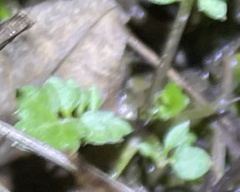 Cardamine pensylvanica