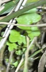 Cardamine pensylvanica