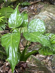 Alocasia cucullata