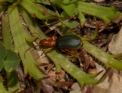 Brachinus crepitans