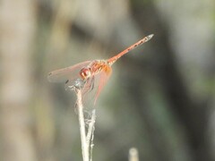 Trithemis