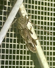 Phacodes