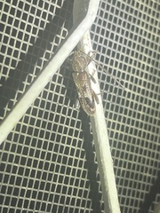 Phacodes