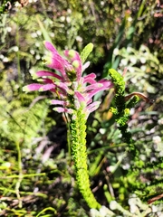 Erica densifolia