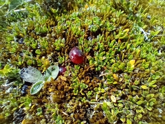 Coprosma atropurpurea