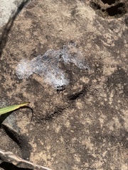 Camponotus cinctellus