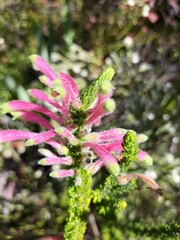 Erica densifolia