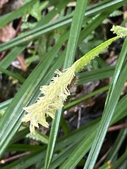 Carex sociata