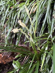Carex sociata
