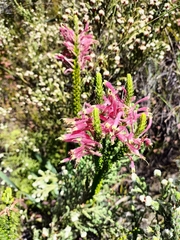 Erica densifolia