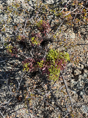 Coreocarpus dissectus