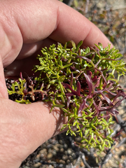 Coreocarpus dissectus