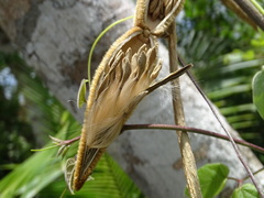 Prestonia mexicana
