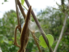 Prestonia mexicana