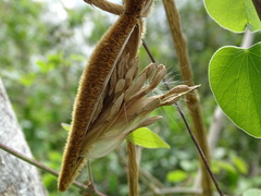 Prestonia mexicana