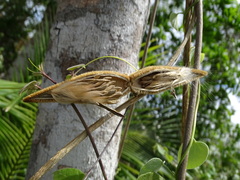 Prestonia mexicana