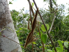 Prestonia mexicana