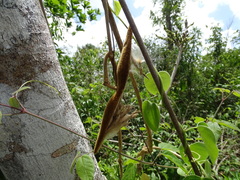 Prestonia mexicana
