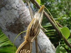 Prestonia mexicana