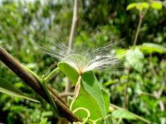 Prestonia mexicana