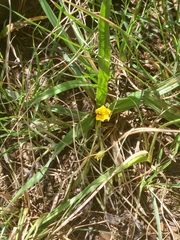 Hypoxis argentea
