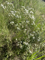 Selago densiflora