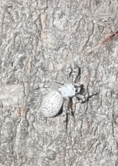 Phintelloides versicolor