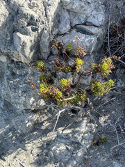 Coreocarpus dissectus