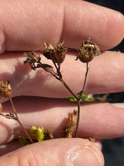 Coreocarpus dissectus