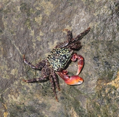 Metopograpsus frontalis