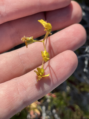 Coreocarpus dissectus