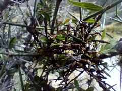 Korthalsella clavata