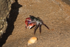 Metopograpsus frontalis