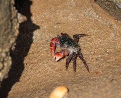 Metopograpsus frontalis