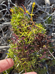 Coreocarpus dissectus