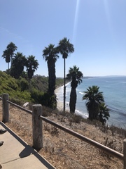 Washingtonia robusta