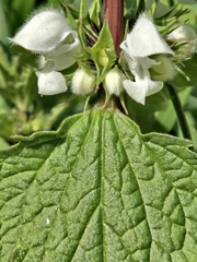 Lamium moschatum