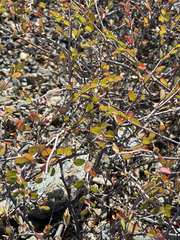 Euphorbia magdalenae