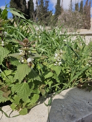 Lamium moschatum